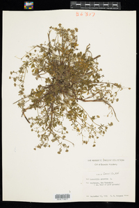 Potentilla argentea image