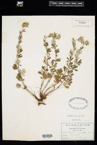 Potentilla argentea image