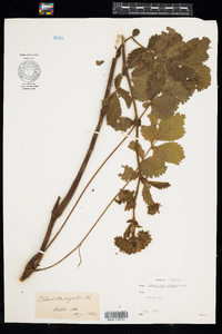 Potentilla arguta ssp. arguta image