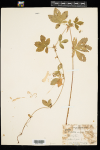 Potentilla simplex image