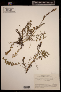 Sanguisorba minor ssp. balearica image