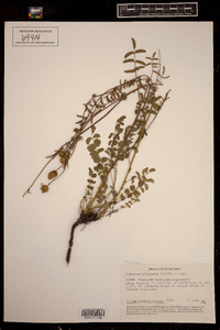 Sanguisorba minor ssp. balearica image