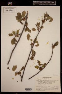 Prunus avium image