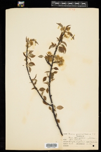 Prunus pensylvanica image