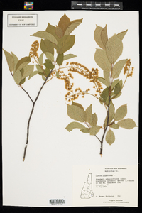 Prunus virginiana image