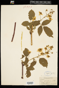 Rubus allegheniensis image