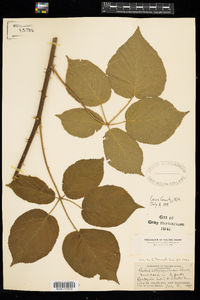 Rubus allegheniensis image