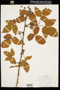 Rubus allegheniensis image