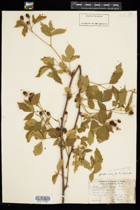 Rubus flagellaris image