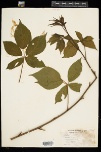 Rubus canadensis image