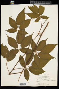 Rubus canadensis image