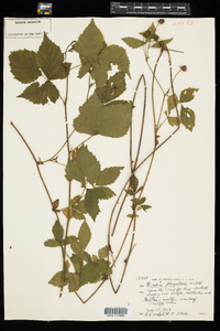 Rubus flagellaris image