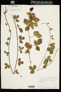 Rubus flagellaris image