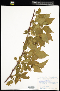Rubus × image