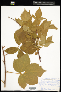 Rubus × image