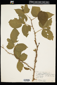 Rubus allegheniensis image