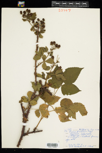 Rubus pensilvanicus image