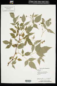 Rubus idaeus image