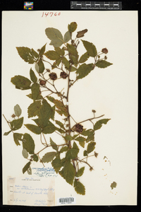 Rubus idaeus ssp. strigosus image