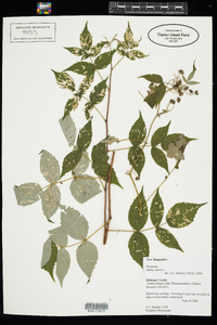 Rubus idaeus image