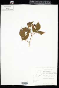 Rubus idaeus ssp. strigosus image