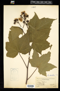 Rubus odoratus image