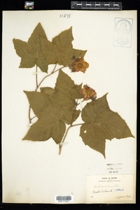 Rubus odoratus image