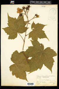 Rubus odoratus image