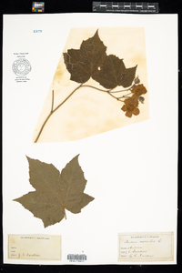 Rubus odoratus image