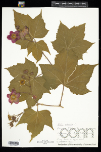 Rubus odoratus image