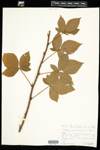 Rubus pensilvanicus image