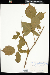 Rubus recurvicaulis image