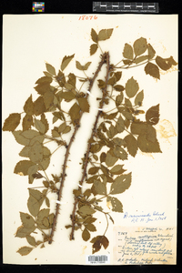 Rubus recurvicaulis image