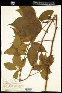 Rubus severus image