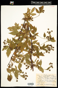 Rubus severus image