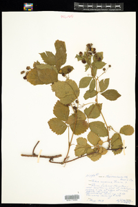 Rubus severus image