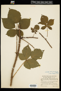 Rubus vermontanus image