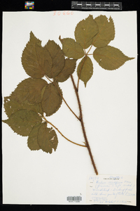 Image of Rubus aculiferus