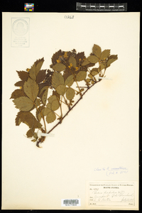 Rubus setosus image