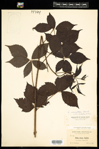 Rubus setosus image