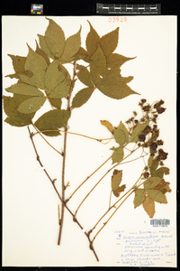 Rubus setosus image