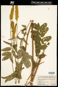 Sanguisorba canadensis image