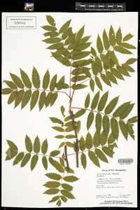 Sorbus americana image