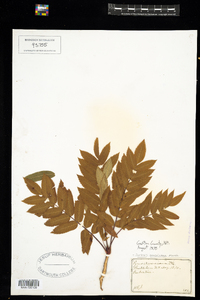 Sorbus americana image