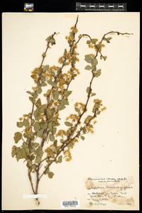 Image of Spiraea chamaedrifolia