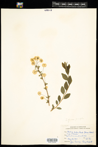 Spiraea prunifolia image