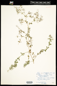 Galium asprellum image