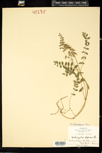 Astragalus alpinus var. brunetianus image