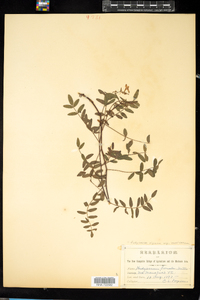 Hedysarum alpinum image