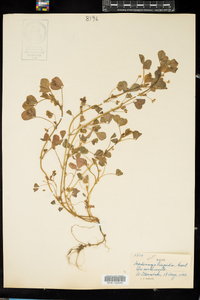 Medicago polymorpha image